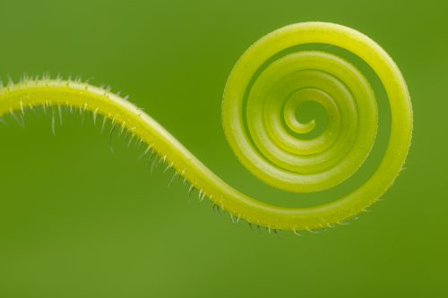 Cucumber Tendril