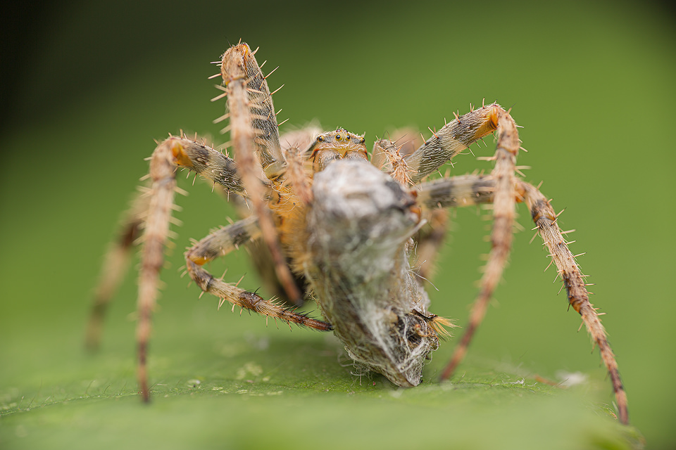 Macro photograph of a European Garden Spider (Araneus diadematus) wrapping its prey on a bramble leaf, photographed in Sheffield, UK.