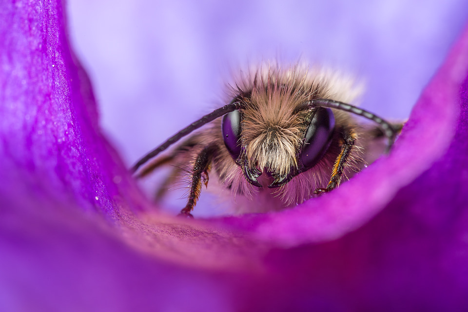 Leaf Cutter bee on a sweet pea petal