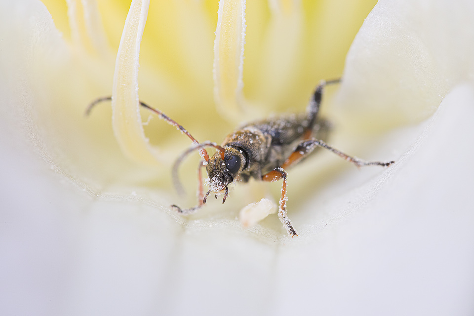 Macro photograph of a Two-banded Longhorn Beetle (Rhagium bifasciatum) covered in pollen, photographed in Sheffield, UK.