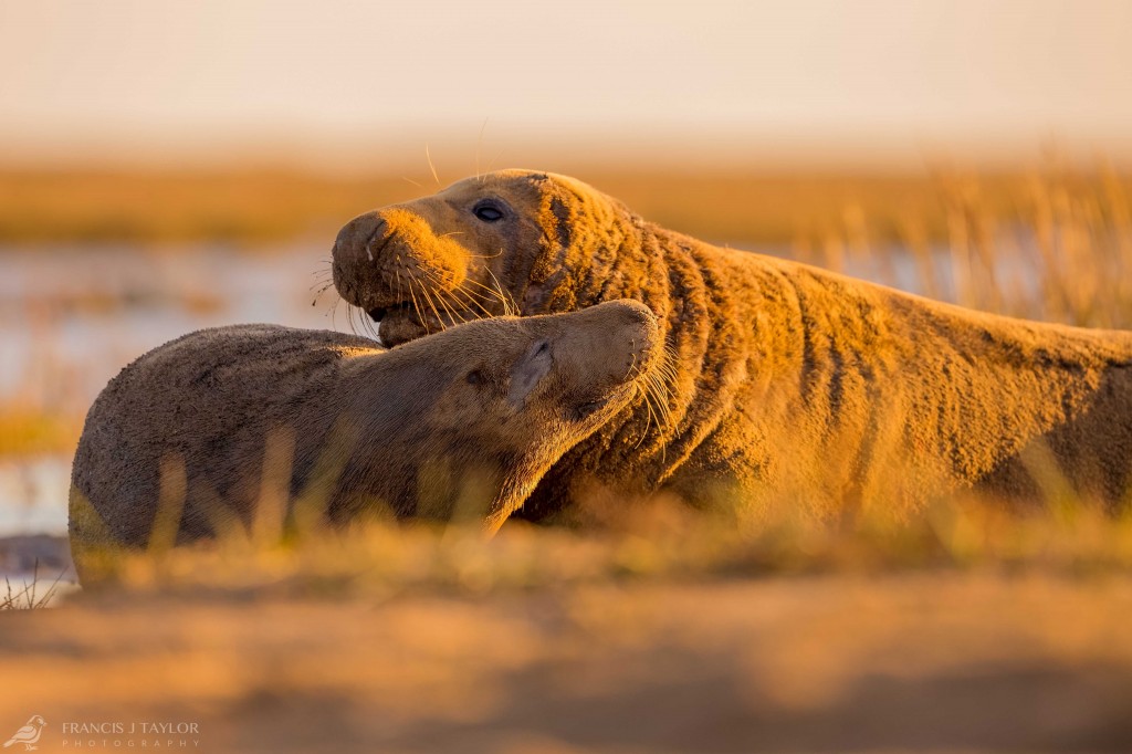 Grey-Seal-Cow-and-Bull-Interaction