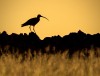 Peak District Wildlife Selection (Pack of 5)