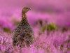 Peak District Wildlife Selection (Pack of 5)