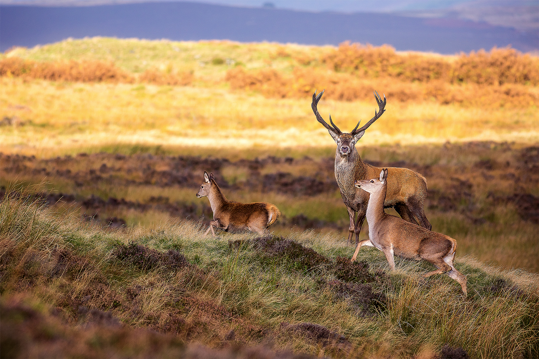 Red Deer stag - Peak District Photography Wildlife Nature