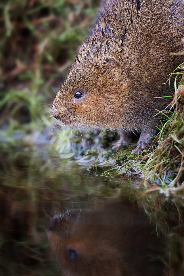 Beginners Wildlife Photography Workshop