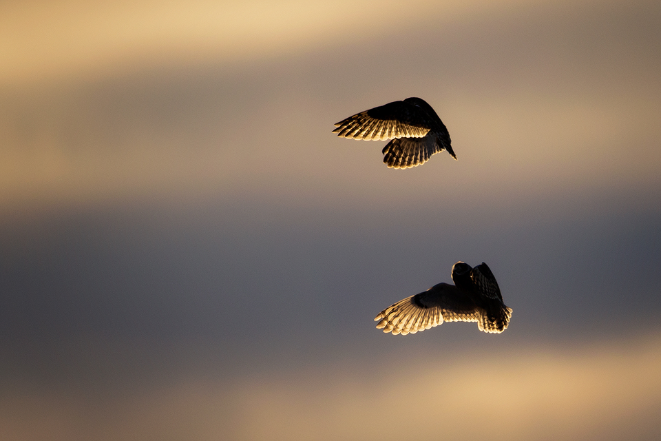 short-eared owls socialising. A pair of short-eared owls socialising mid flight over the Eastern Moors of the Peak District National Park.