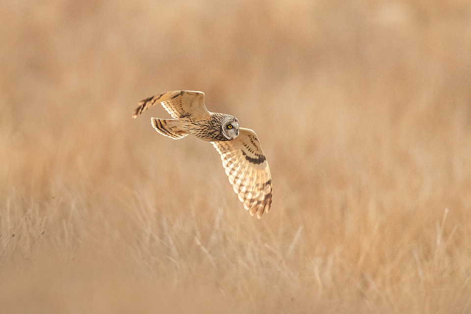 Short-eared owl in flight over the Eastern Moors of the Peak District National Park.