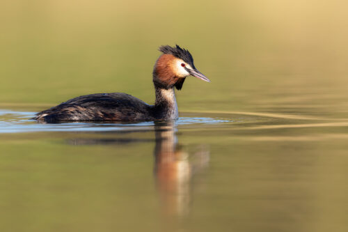 Great crested grebe portrait