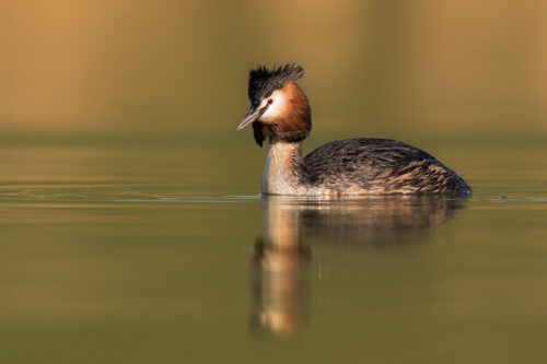 Great Crested Grebe reflection