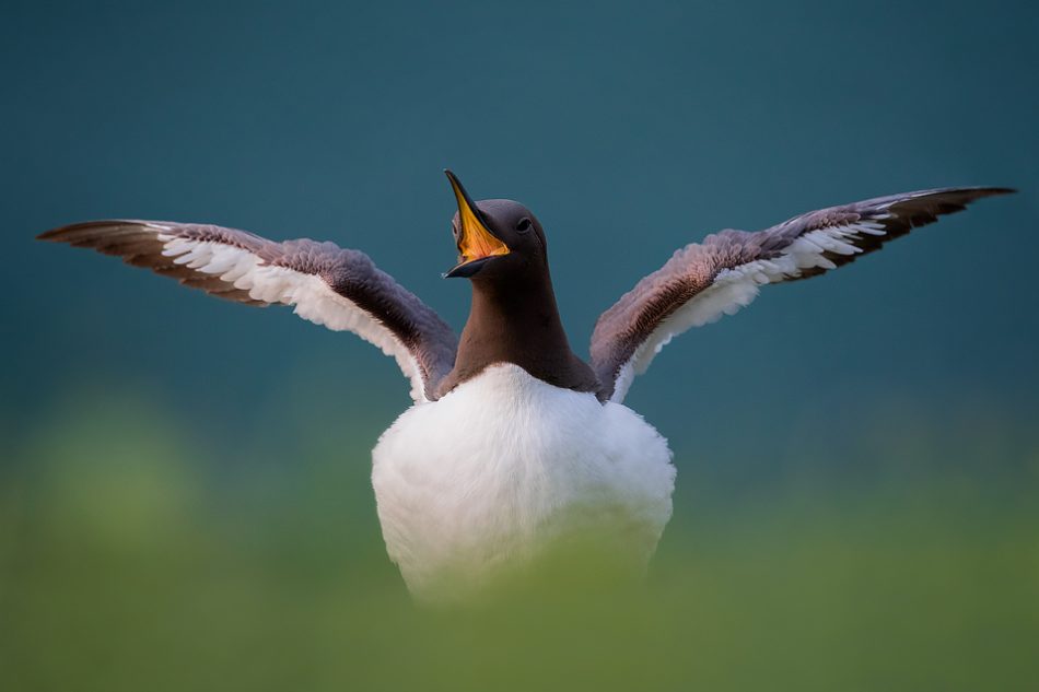 Displaying Guillemot