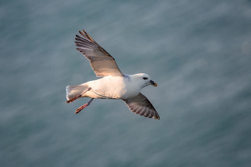 Fulmar