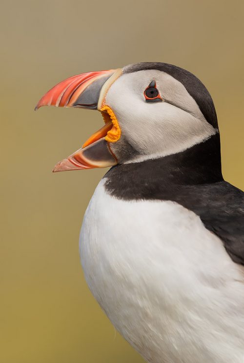 Squawking Puffin