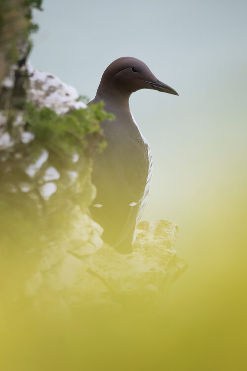 Adult Guillemot portrait perched on the top of the white chalk cliffs at Bempton Cliffs RSPB. Yorkshire, UK