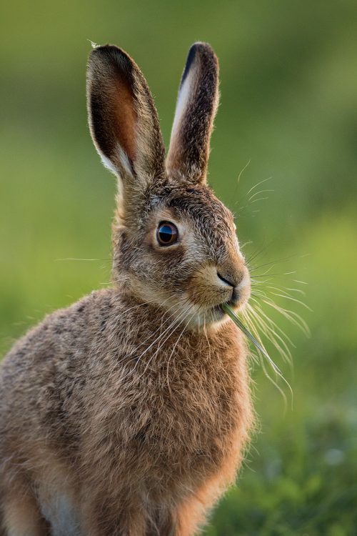 Brown Hare Leveret - Peak District Wildlife photography