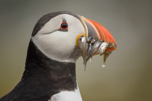 Puffin With Sand eels - British Wildlife photography