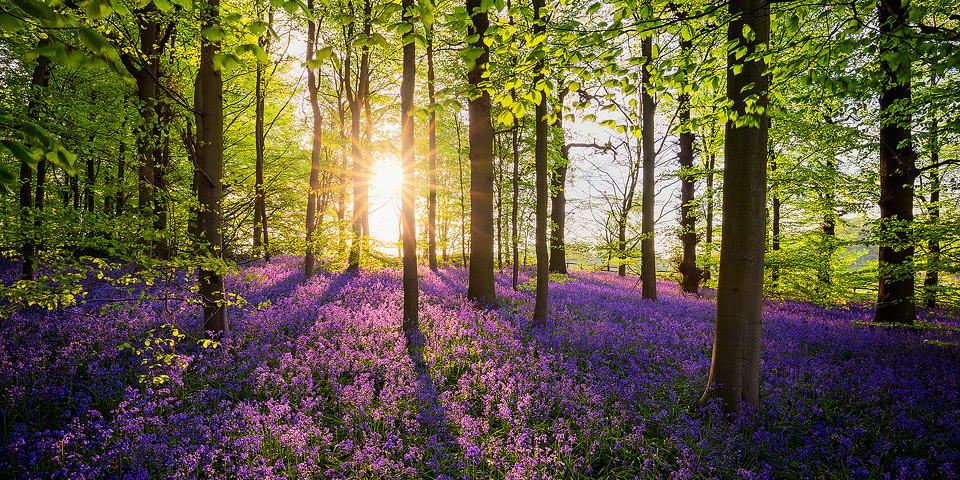 Bluebell Woods at sunset - Nottinghamshire Photography