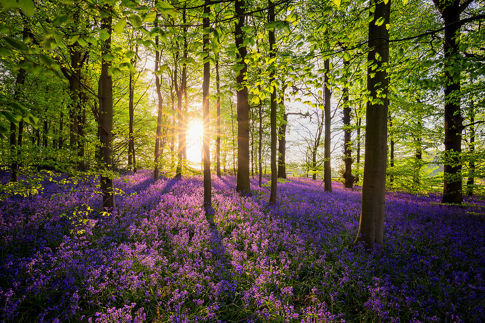 Bluebell Woods - Francis J Taylor Photography