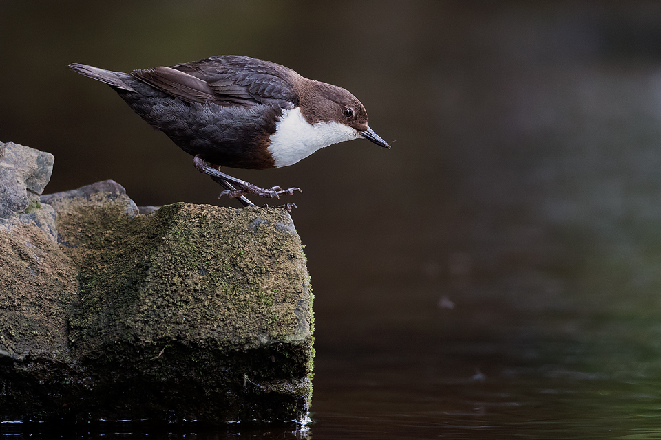 Dancing Dipper - Peak District Wildlife Photography