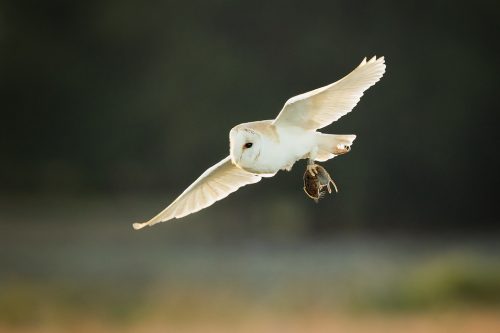 Hunting Barn Owl - Peak District Wildlife Photography