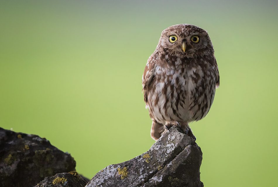 Little Owl Portrait