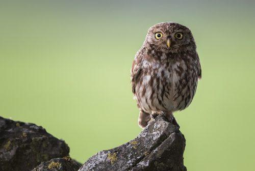 Little Owl Portrait - Peak District Wildlife Photography