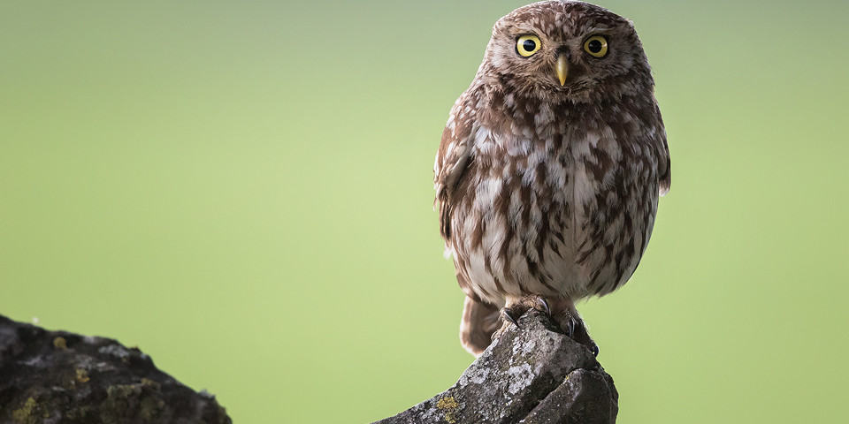 Little Owl Portrait - Peak District Wildlife Photography