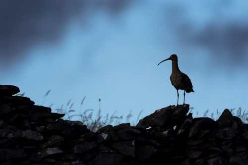 Curlew Silhouette, Foolow, Derbyshire - Peak District Wildlife Photography