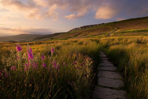 Stanage Edge Foxgloves