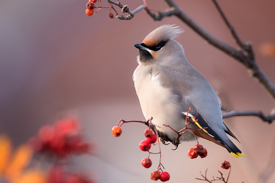 Winter Waxwing - Peak District Wildlife Photography