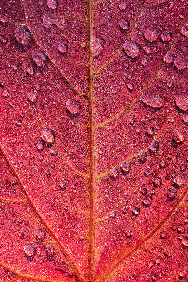 Frosted Water Droplets - Peak District Nature Photography