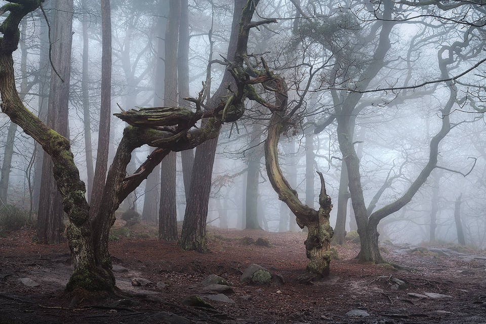 Padley Gorge Trees - Peak District landscape Photography