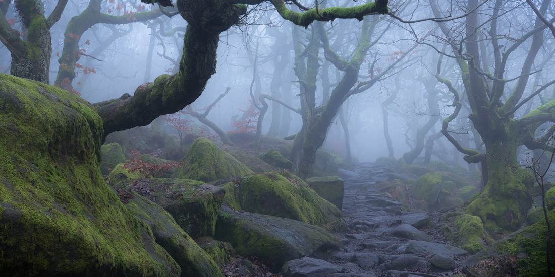 Padley Gorge Fog - Peak District woods