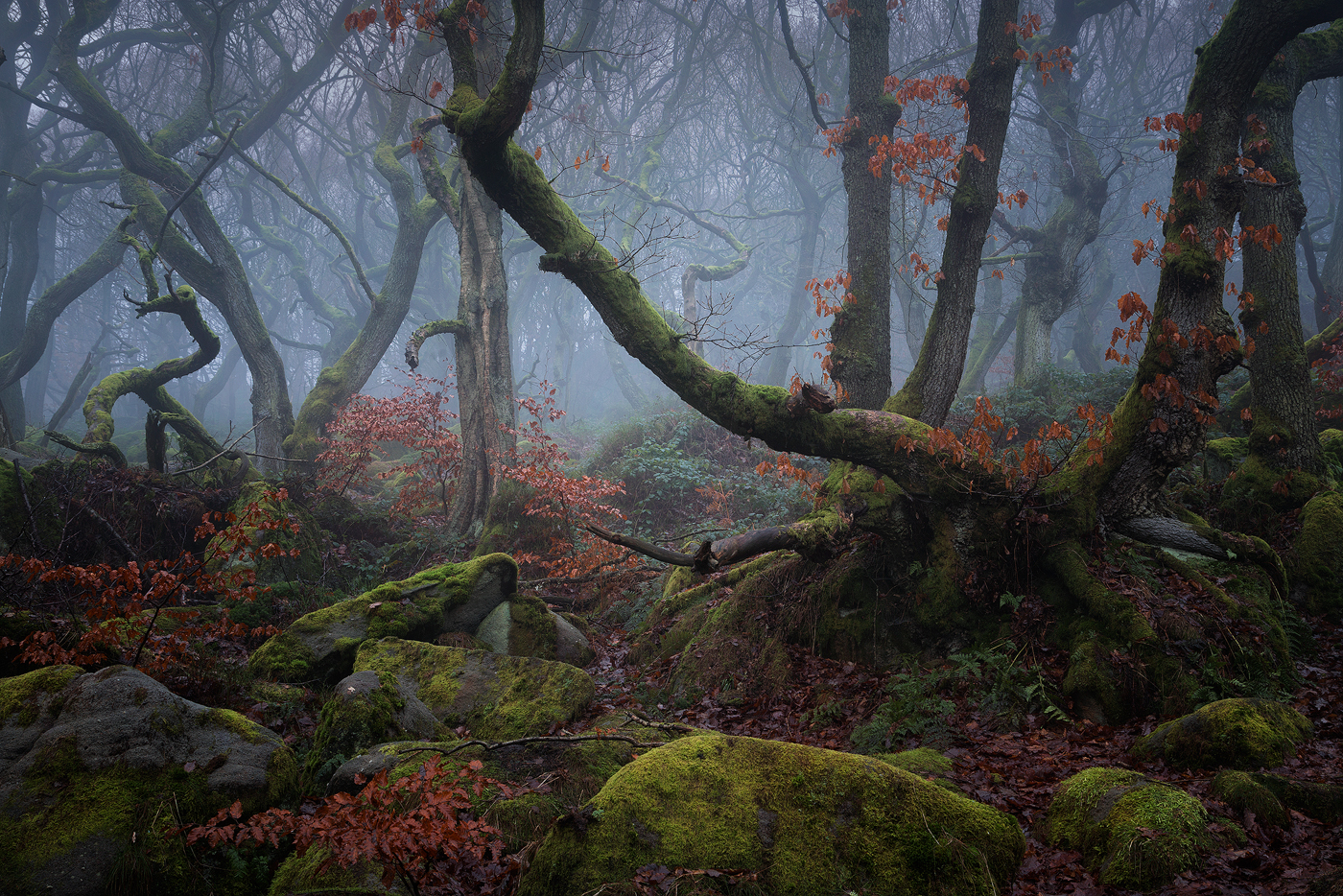 Padley Gorge Woodland - Peak District Fine Art Photography