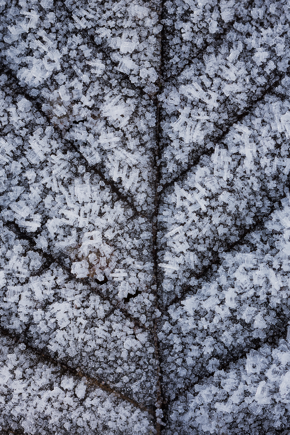 Hoar Frosted Leaf - Peak District Nature Photography