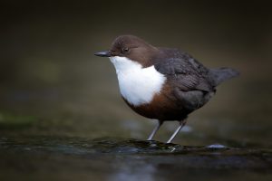 Dipper Photography Workshop - Derbyshire Dales, Peak District, Wildlife Photography.