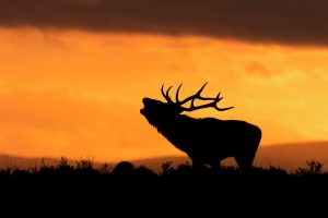 Red Deer photography workshop - Stag Silhouette, Deer Rutt