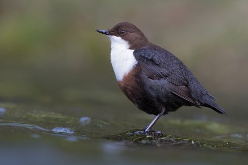 Dipper Portrait, Derbyshire - Peak District Wildlife Photography