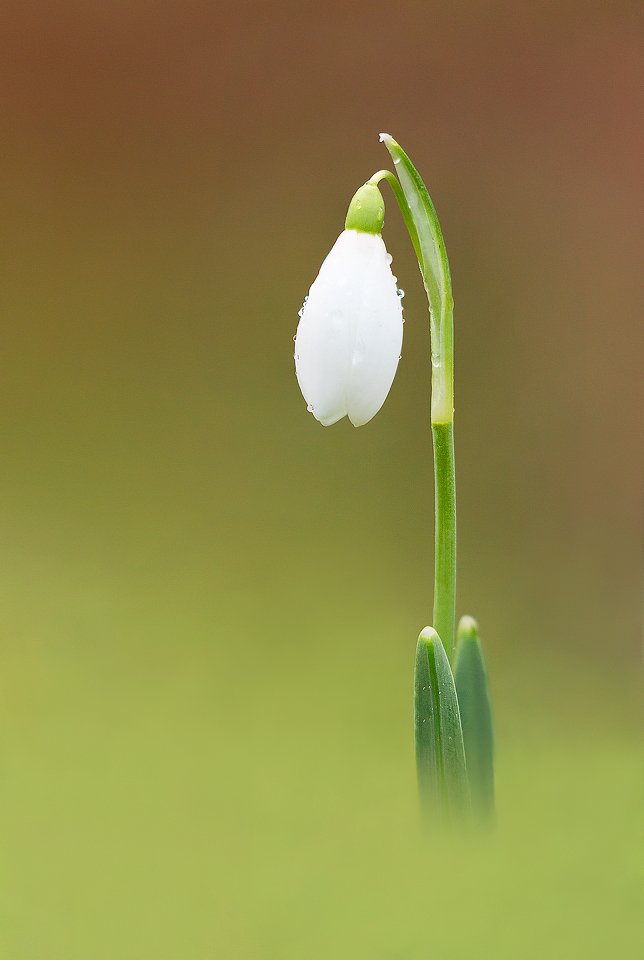 Snowdrop Portrait - Macro and close up plant photography