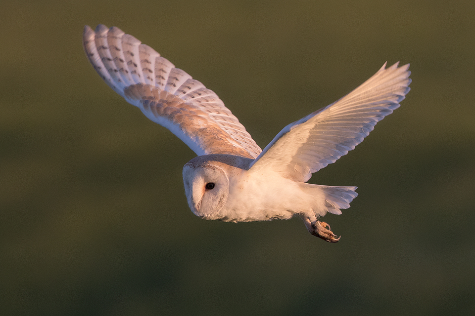 Owl Photography Workshop - Barn Owl In Flight