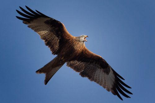 Calling Red Kite - Yorkshire