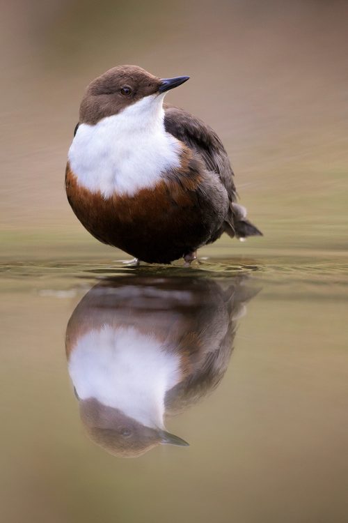 Derbyshire Dipper - Dipper Reflection - Peak District Wildlife Photography