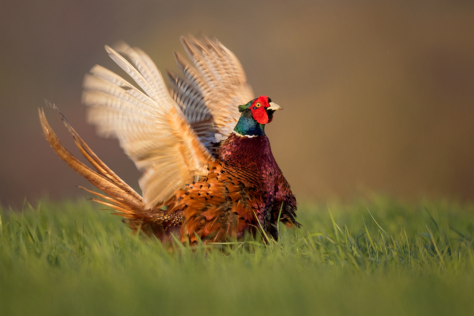 Wildlife Photography Workshop - Pheasant