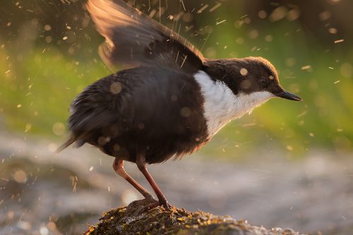 Derbyshire Dipper - Dipper shaking excess water off its feathers- Peak District Wildlife Photography