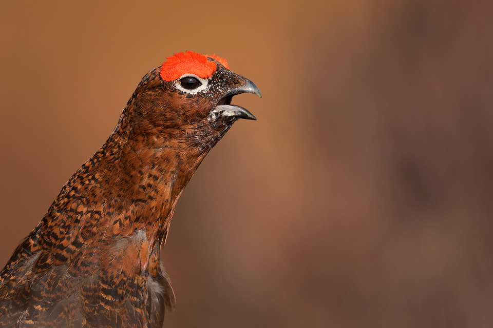 Calling Red Grouse - Peak District Wildlife Photography