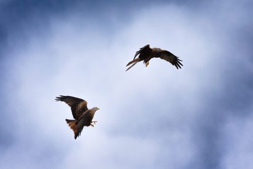 Red Kites in flight - Yorkshire Wildlife Photography