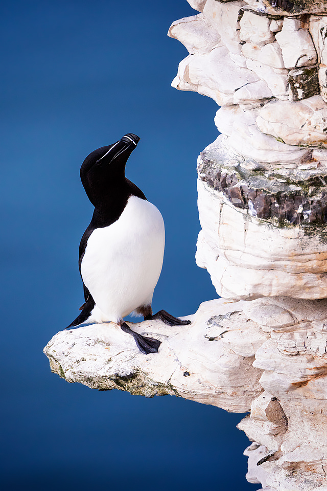 Razorbill Portrait, Bempton Cliffs - Yorkshire Wildlife Photography