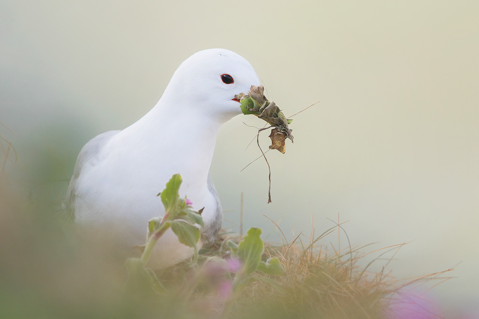 Kittiwake with nesting materials, Bempton Cliffs - Yorkshire Wildlife Photography