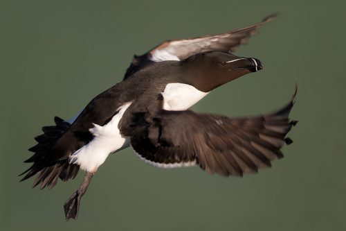 Razorbill in flight, Bempton Cliffs - Yorkshire Wildlife Photography