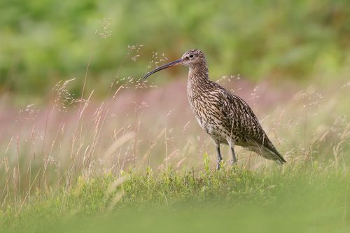 Curlew in typical moorland habitat. Eastern Moors, Derbyshire - Peak District Wildlife Photography. Moorland Curlew, Derbyshire, Peak District National Park, UK. The curlew is one of the most distinctive and recognisable moorland birds. Hearing their evocative call is a true sign that summer has arrived on the high pastures. For this image I used a slightly larger depth of field to ensure the summer grasses and bilberry were in focus, including some habitat.