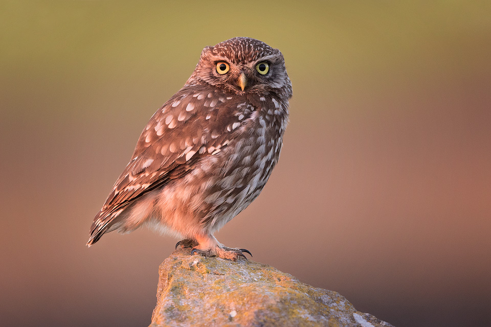 Little Owl bathed in red sunset light - Peak District National Park